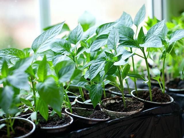 10 речей, які ви не повинні робити при вирощуванні розсади. Маленьке насіннячко, вирощене правильно, дасть нам стократную віддачу.