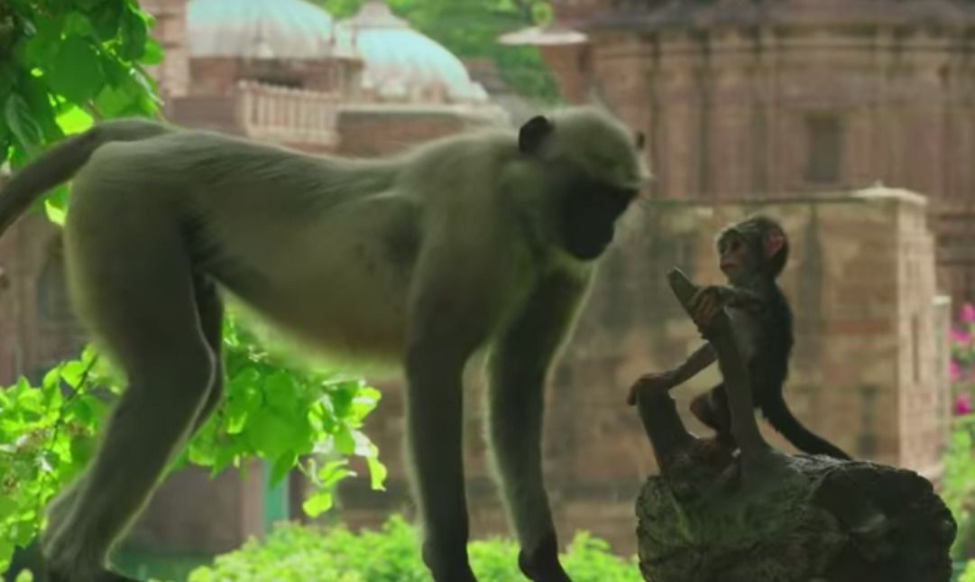 Ляльку мавпи підкинули до Лангурів, щоб дослідити їх реакцію, але ніхто не очікував того, що сталося. Неймовірно, на що здатні тварини!