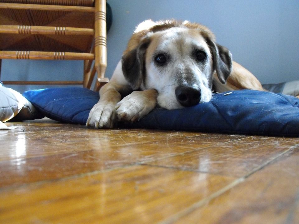 Кумедна собака, що обожнює облизувати диван. Трьохрічна тварина дуже любить диван.