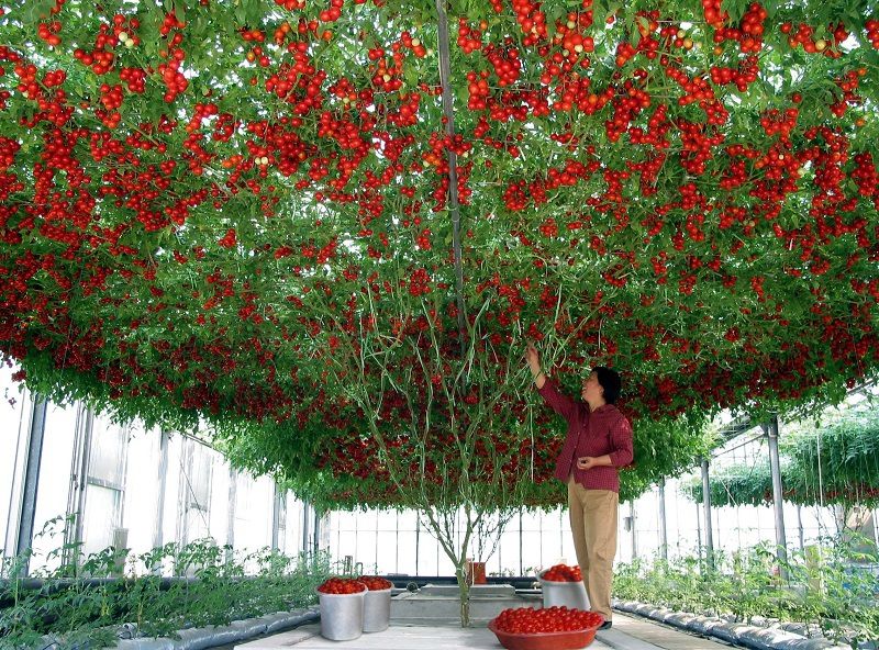 Рослинні дивини: як вирощують томатне дерево. Що таке томатне дерево і як його вирощують. Особливості сорту.