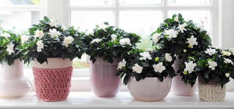 5 надзвичайно ароматних кімнатних рослин. Кімнатні квіти прикрашають домівки, очищають повітря і зменшують стрес. Особливо сильний вплив тих рослин, які випромінюють приємний аромат.