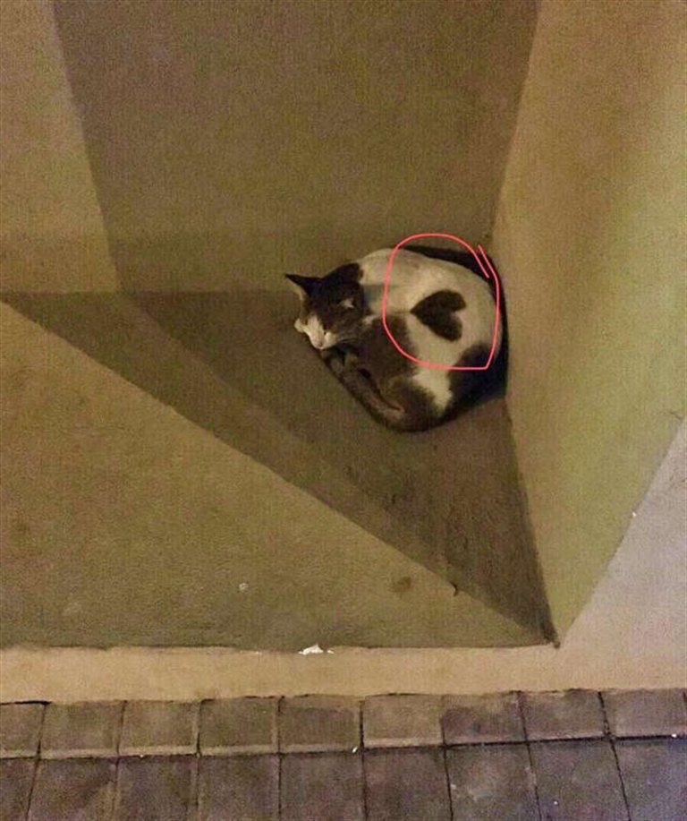 Жінка дала притулок вуличній кішці та лише через деякий час побачила особливий знак на її вовні. Його видно, коли вона обіймається з кимось, кого любить.