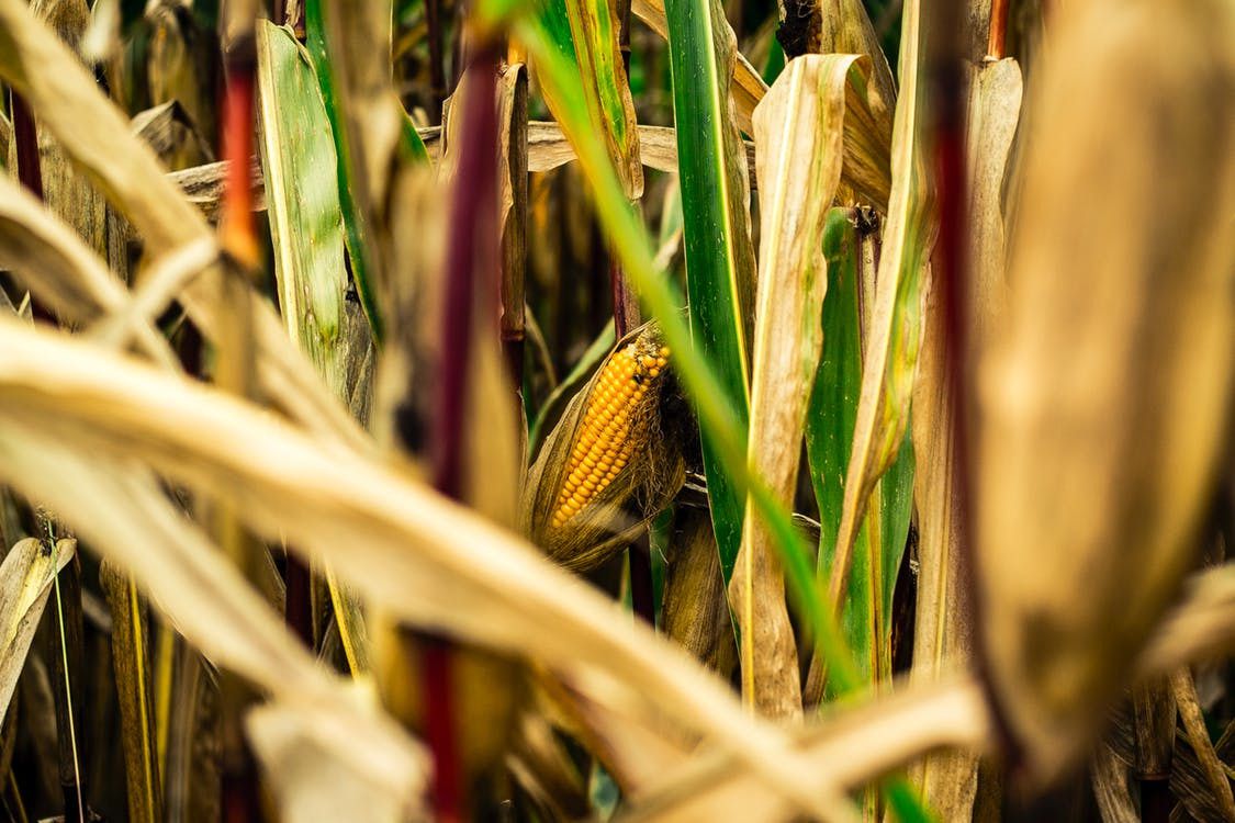 Кукурудза: вирощування і догляд у відкритому ґрунті. Вирощування кукурудзи на дачі розсадним методом: вибір місця, висаджування розсади.