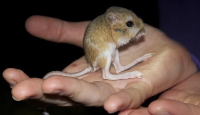 Це не мишка, а ніндзя з хвостом! Неймовірно спритне створіння. Цю істоту легко сплутати з піщанкою, але вони лише далекі родичі.