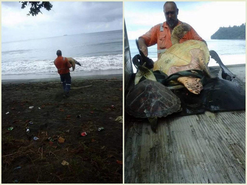 Чоловік з Нової Зеландії врятував життя двом черепахам. Добросердечний чоловік викупив з прилавка магазину двох черепах і повернув їх назад в океан.