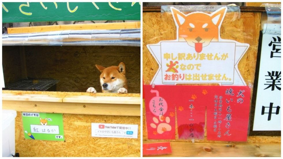 В Японії песик продає їжу в кіоску. В Японії є незвичайний кіоск, в якому продається запечений батат. А продає ласощі милий пес!