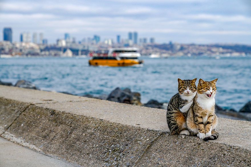 Перехожий сфотографував бездомних кішок, які обіймаються. Це так мило!. Дружба між котами існує?