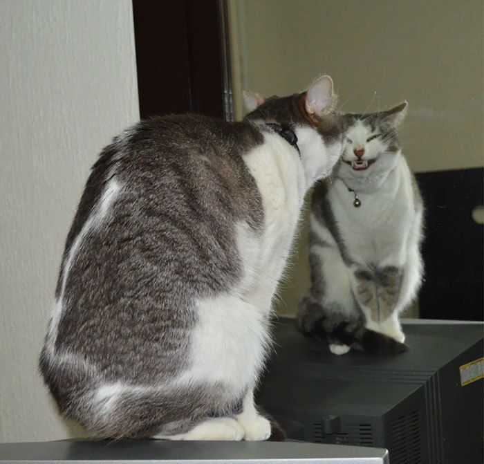 Фотодокази, що кішки - інопланетяни, які іноді забувають про маскування. Сміховинні фото!