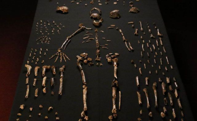 Виявлено новий вид людини, що змінює сформовану картину міграцій доісторичних людей з Африки. Вчені виявили вид людини Homo luzonensis, схожий на "хоббітів".