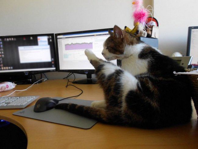 Японська фірма дозволила приносити кішок на роботу, щоб позбавити від стресу співробітників. Японці відомі трудоголіки.
