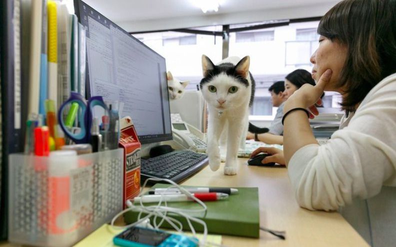 Японська фірма дозволила приносити кішок на роботу, щоб позбавити від стресу співробітників. Японці відомі трудоголіки.