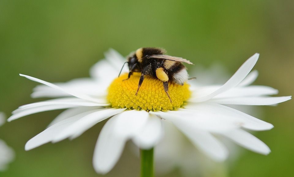 Народні прикмети про бджіл, джмелів та ос. З осами, бджолами, джмелями пов'язані як позитивні, так і негативні прикмети. Тому, тільки вам вирішувати, які з них вірити.