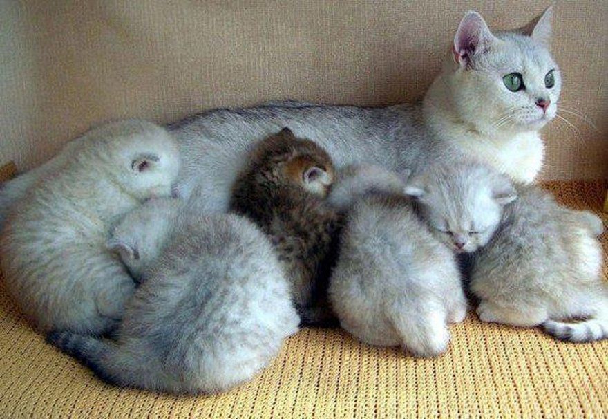 Як проходить вагітність у кішки та скільки кошенят вона народжує в перший раз?. Як дізнатися точну кількість майбутніх кошенят?