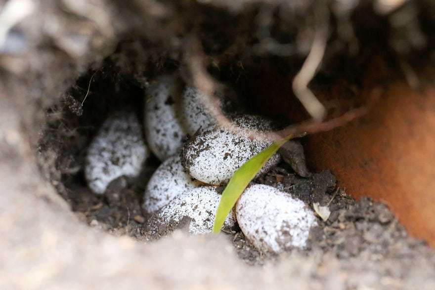 Сім'я з Австралії знайшла в саду яйця східної водяної ящірки та допомогла малюкам з'явитися на світ. Вони помітили, що в їхньому садку відклала яйця східна водяна ящірка.