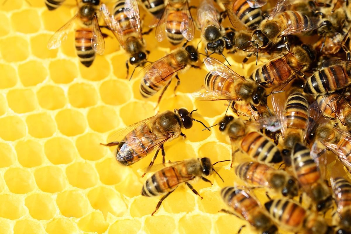 Про що говорить танець бджоли?. Комахи не можуть розмовляти, але це не означає, що вони між собою не спілкуються.