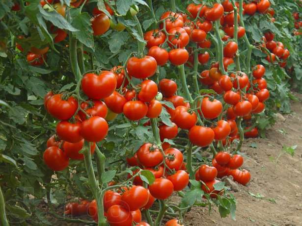 Ефективне органічне добриво для помідорів з дріжджів і кропиви. Для відмінного врожаю!