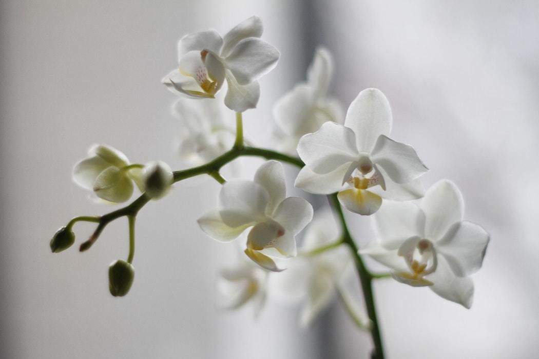 Квітконос в орхідеї: стимуляція росту, догляд, можливі проблеми та шляхи їх вирішення. Що таке квітконос в орхідеї і як стимулювати його зростання, щоб домогтися цвітіння, ви дізнаєтеся з нашої статті.
