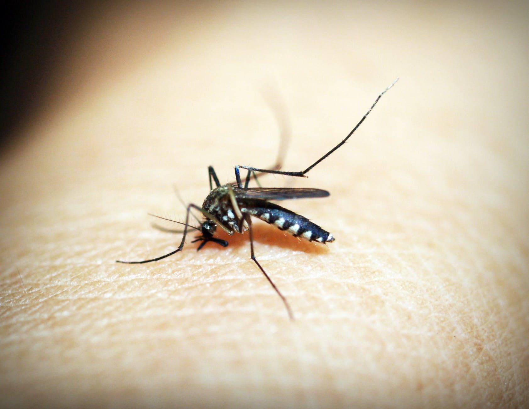 Чому комарі кусають і чому їх укуси сверблять?. Не всі комарі кусаються.