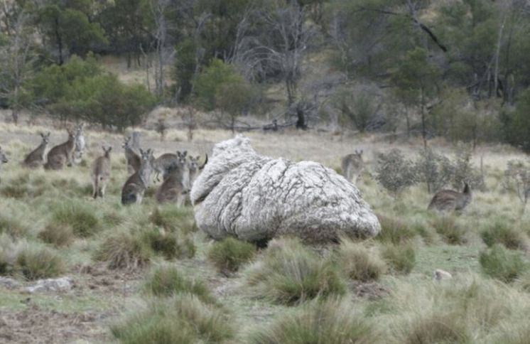 В Австралії зловили вівцю, яка втекла від господаря, і поневірялася цілих 5 років. Меринос — порода тонкорунних тварин. Щоб не завелися в шевелюрі паразити, вівцю стрижуть кожні три місяці. За рік з них зістригають до п'яти кілограмів вовни.