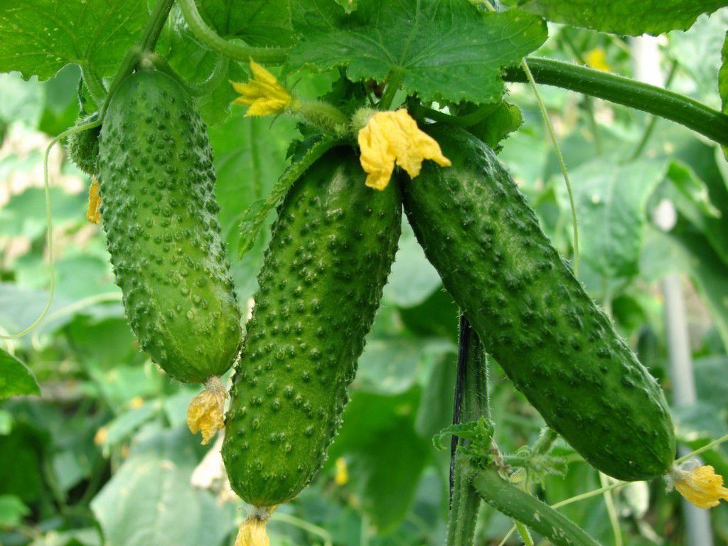 Секрети для багатого врожаю огірків. Чим краще розвинена коренева система огірків, тим більше шансів отримати хороший урожай.