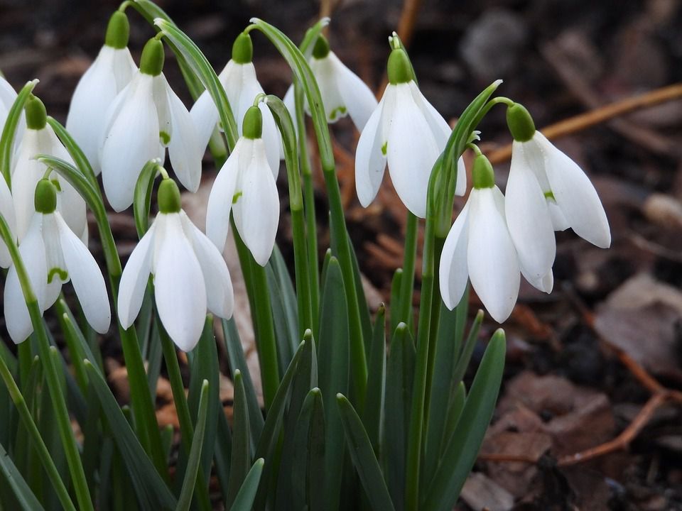 День проліска — відзначається 19 квітня. У світі, в залежності від кліматичної зони, проліски квітнуть від січня до квітня. В Україні цвітіння цих прекрасних квітів відбувається до 21 березня.