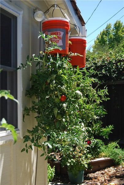 Краще рішення для маленького городу: помідори догори ногами. 