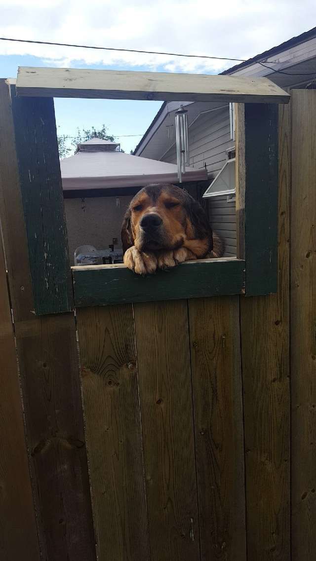 Люди помітили, що сусідка потайки гладить їх пса через паркан. Рішення, яке вони придумали, дивує.