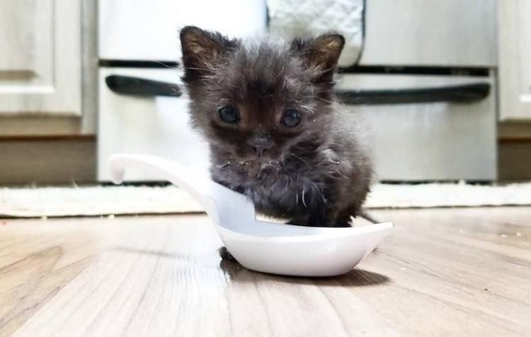 Крихітне кошеня жадібно накидалося на їжу, але практично не збільшувалося в розмірах. Ветеринари ніяк не могли зрозуміти в чому причина, поки не зробили обстеження.
