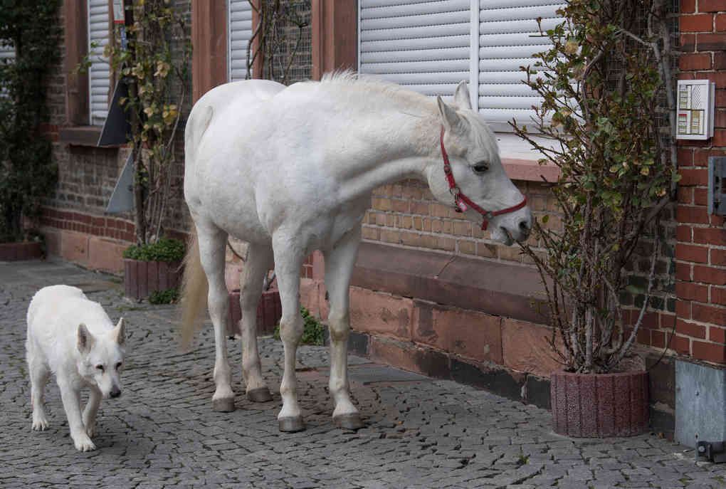Ось вже 14 років щоранку в місті Франкфурт на прогулянку виходить кінь Дженні. У повній самоті.