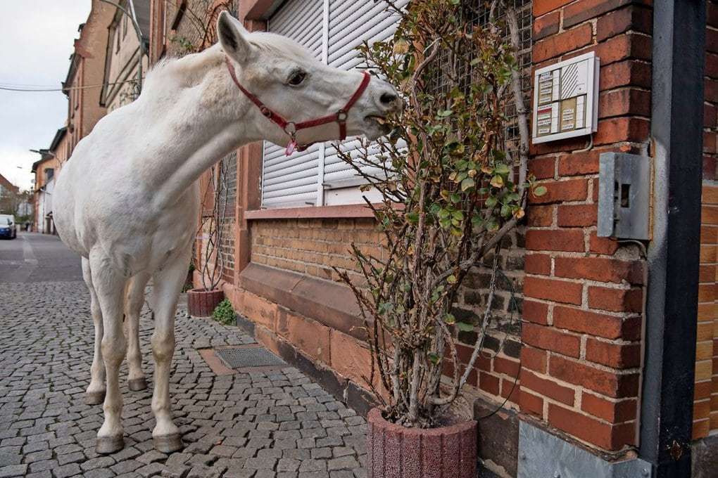 Ось вже 14 років щоранку в місті Франкфурт на прогулянку виходить кінь Дженні. У повній самоті.