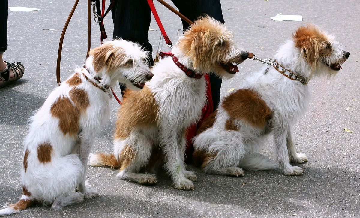 Вчені виявили, що власники собак в чотири рази частіше виконують рекомендації щодо необхідного фізичного навантаження. Собаки допомагають людям достатньо рухатися.