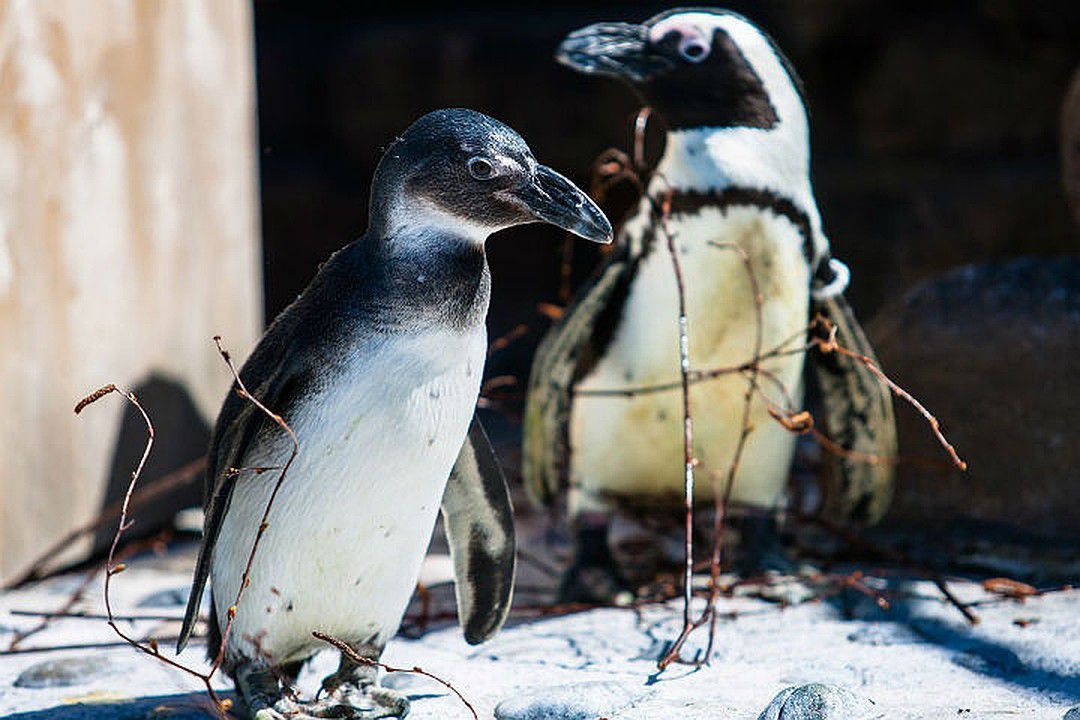 У Московському зоопарку пінгвіни знову відкрили купальний сезон. Відео. Кумедне відео, як пінгвіни плескалися в басейні, з'явилося на сторінці в «Інстаграм» Московського зоопарку.