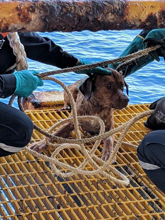 Працівники нафтової вишки врятували собаку, яка перебувала у 209 кілометрах від берега. 209 кілометрів, тільки уявіть!