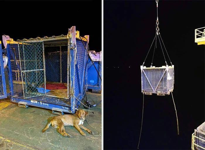 Працівники нафтової вишки врятували собаку, яка перебувала у 209 кілометрах від берега. 209 кілометрів, тільки уявіть!