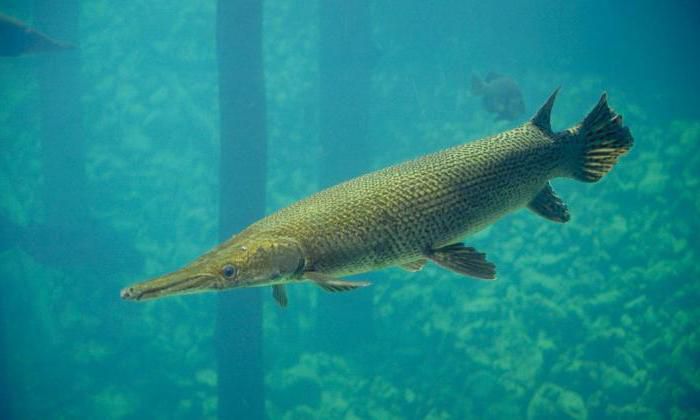 Американець зловив найдавнішу 2-метрову рибу. Вага риби — 77 кілограм.