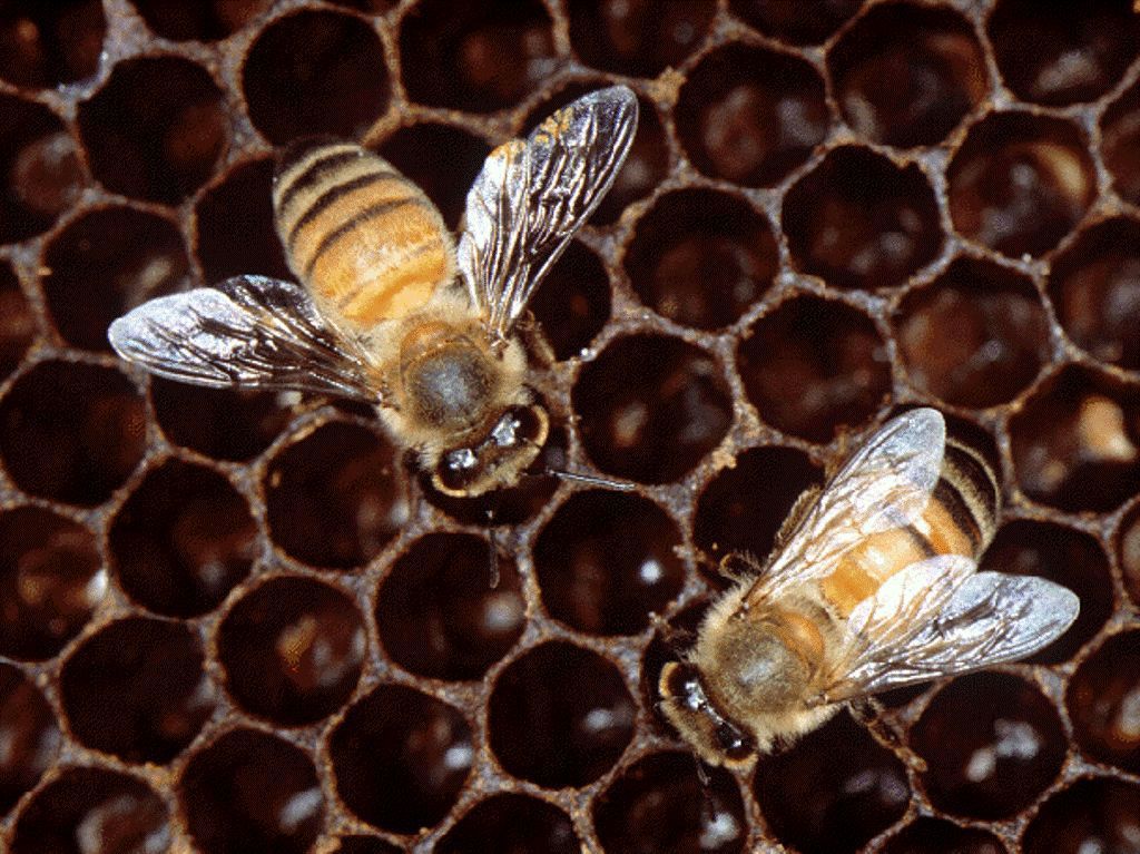 Африканська бджола: в чому її небезпека?. Головною позитивною рисою африканської бджоли вважають її дивовижну швидкість при зборі нектару, що в рази збільшує запилення культурних рослин.