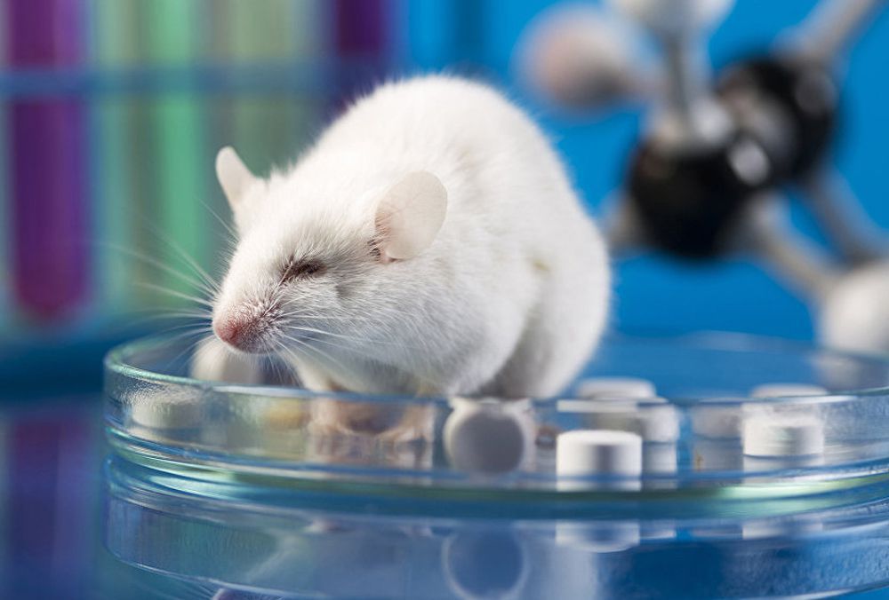 Всесвітній день захисту лабораторних тварин — 24 квітня. З метою боротьби з проведення експериментів над тваринами засноване міжнародне свято.