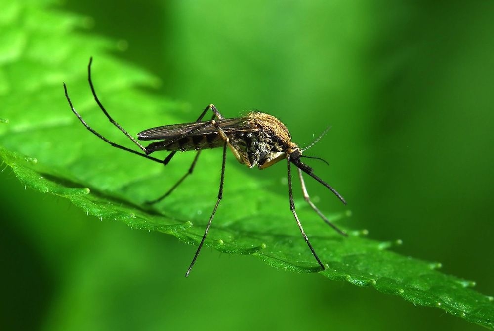 Всесвітній день боротьби проти малярії — 25 квітня. Малярія — інфекційне захворювання, що передається людині при укусах одного з видів комарів.