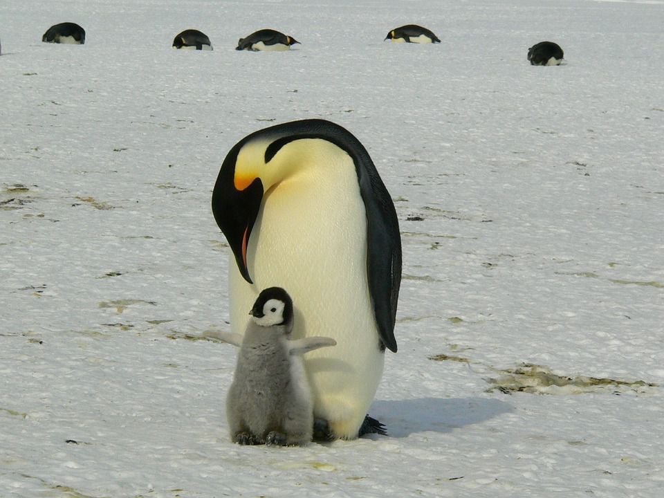 Всесвітній день пінгвінів — відзначають 25 квітня. Всесвітній день пінгвінів звертає увагу на великий спектр проблем, таких як знищення рідкісних видів і особин, і зміна ореолу проживання пінгвінів.