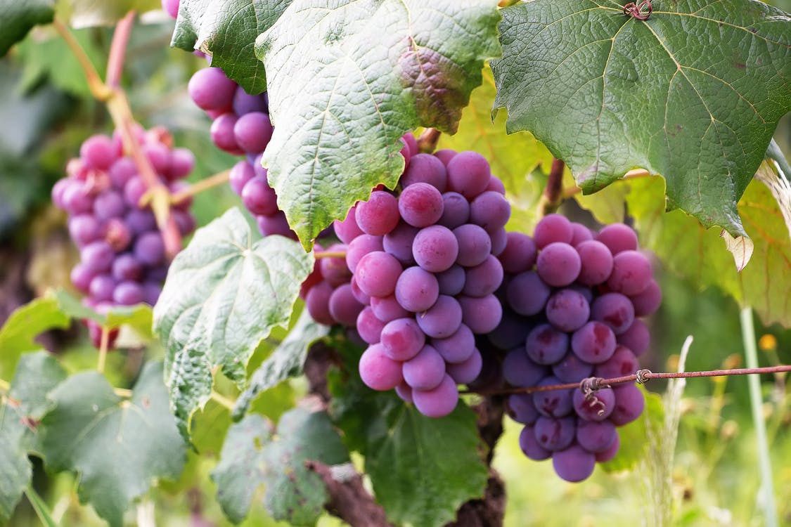 Важливі рекомендації щодо підгодовки винограду в червні місяці