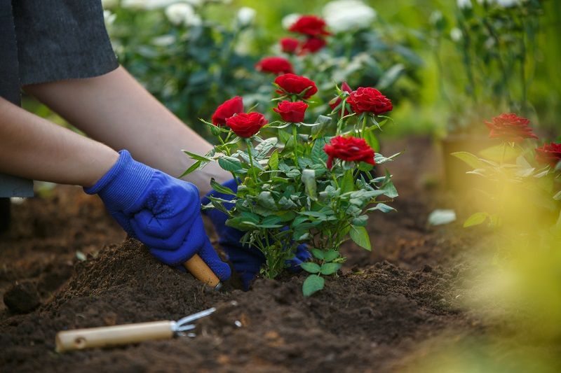 Хитрощі досвідчених садівників: як боротися з попелицею без шкоди для квітів. Попелиця, найбільш неприємний шкідник, який може жити у твоєму саду.