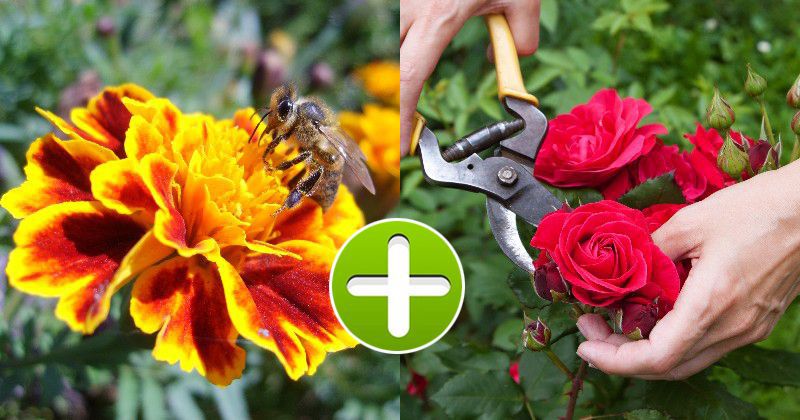Хитрощі досвідчених садівників: як боротися з попелицею без шкоди для квітів. Попелиця, найбільш неприємний шкідник, який може жити у твоєму саду.