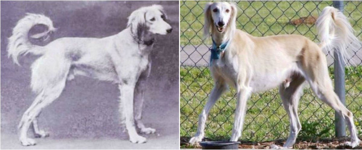 Ось як змінилися відомі породи собак за останні 100 років — і це не на користь їхньому здоров'ю. Вони не завжди виглядали так, як сьогодні.