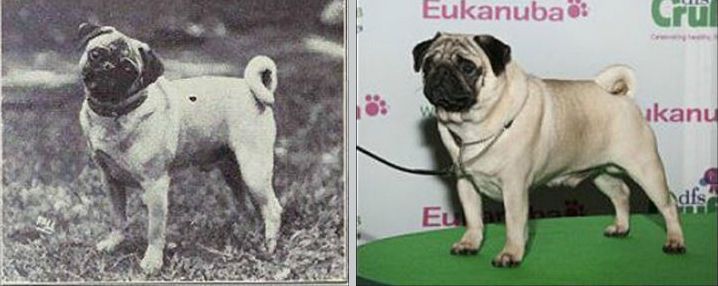 Ось як змінилися відомі породи собак за останні 100 років — і це не на користь їхньому здоров'ю. Вони не завжди виглядали так, як сьогодні.