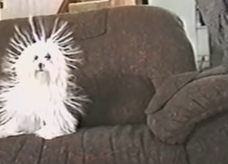 Ви коли-небудь бачили наелектризовану собаку? Кумедне видовище. У вас точно підніметься настрій, коли ви побачите цього пса після душу!