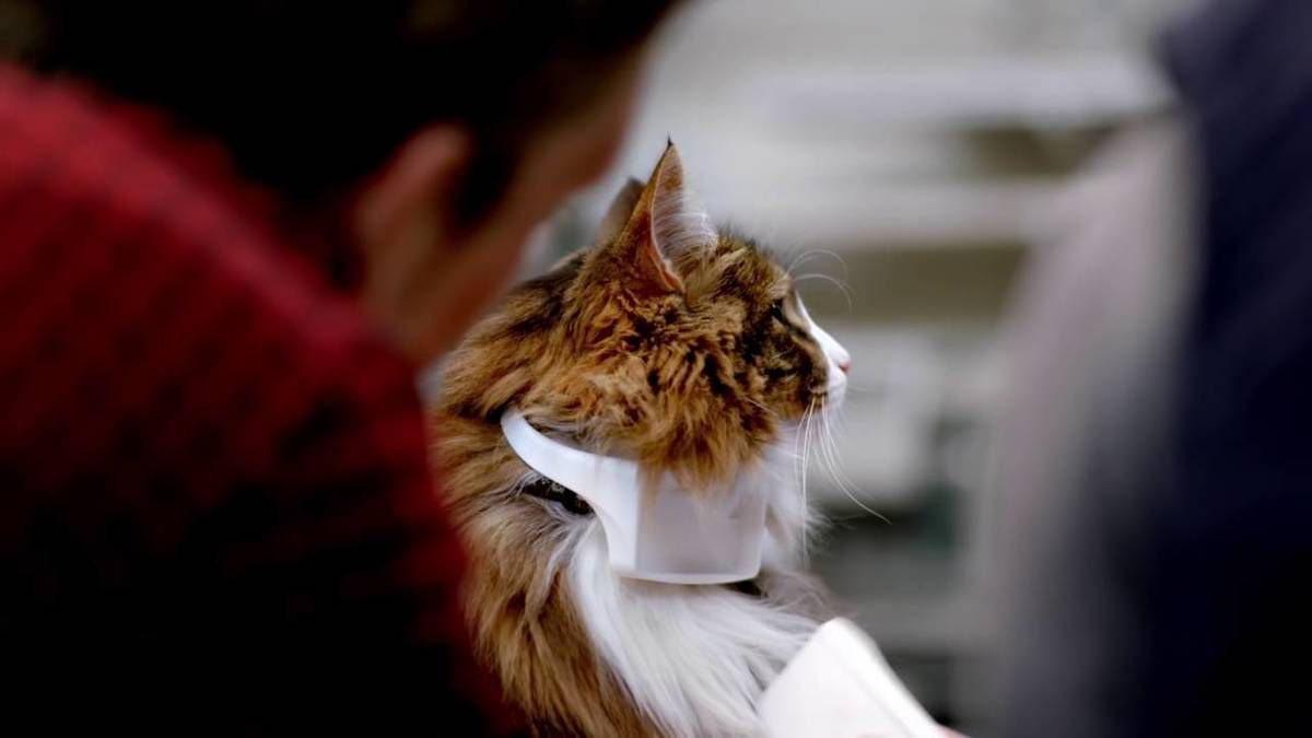 Створено нашийник для кішок, який переводить нявкання на людську мову. Щоб краще розуміти наших пухнастиків.