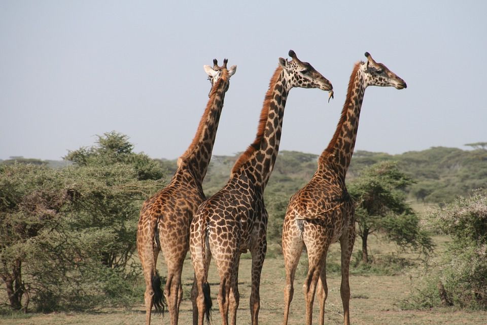 Чому жирафи наділені від природи такою довгою шиєю?. Навіть дуже хороші зміни для пристосування до навколишніх умов теж мають свої недоліки.