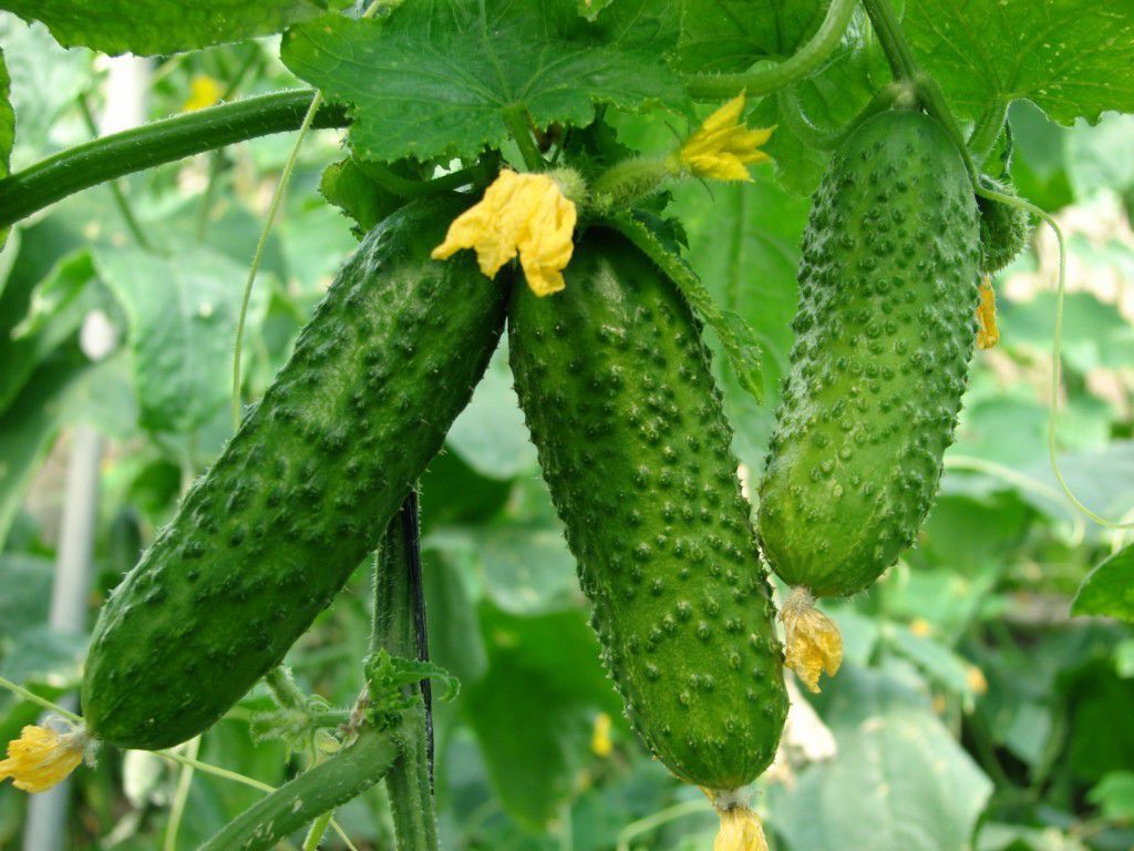 Як правильно в умовах теплиці вирощувати огірки, щоб отримати якісний ранній урожай. Вирощування огірків в теплиці з полікарбонату.
