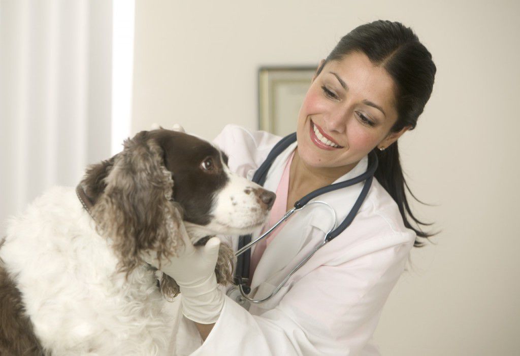 Міжнародний день ветеринарного лікаря відзначають 27 квітня 2019 року. Міжнародний день ветеринарного лікаря відзначається щорічно в останню суботу квітня.