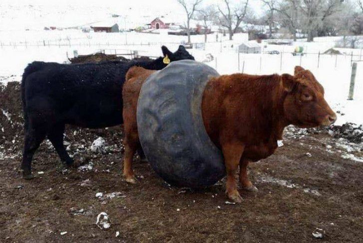Коли невдачі йдуть по п'ятах, чинити опір марно. Весела добірка.
